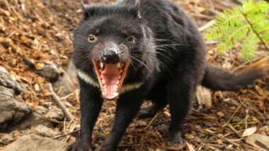 comida del sudeste visita guiada privada con el demonio de tasmania unzoo