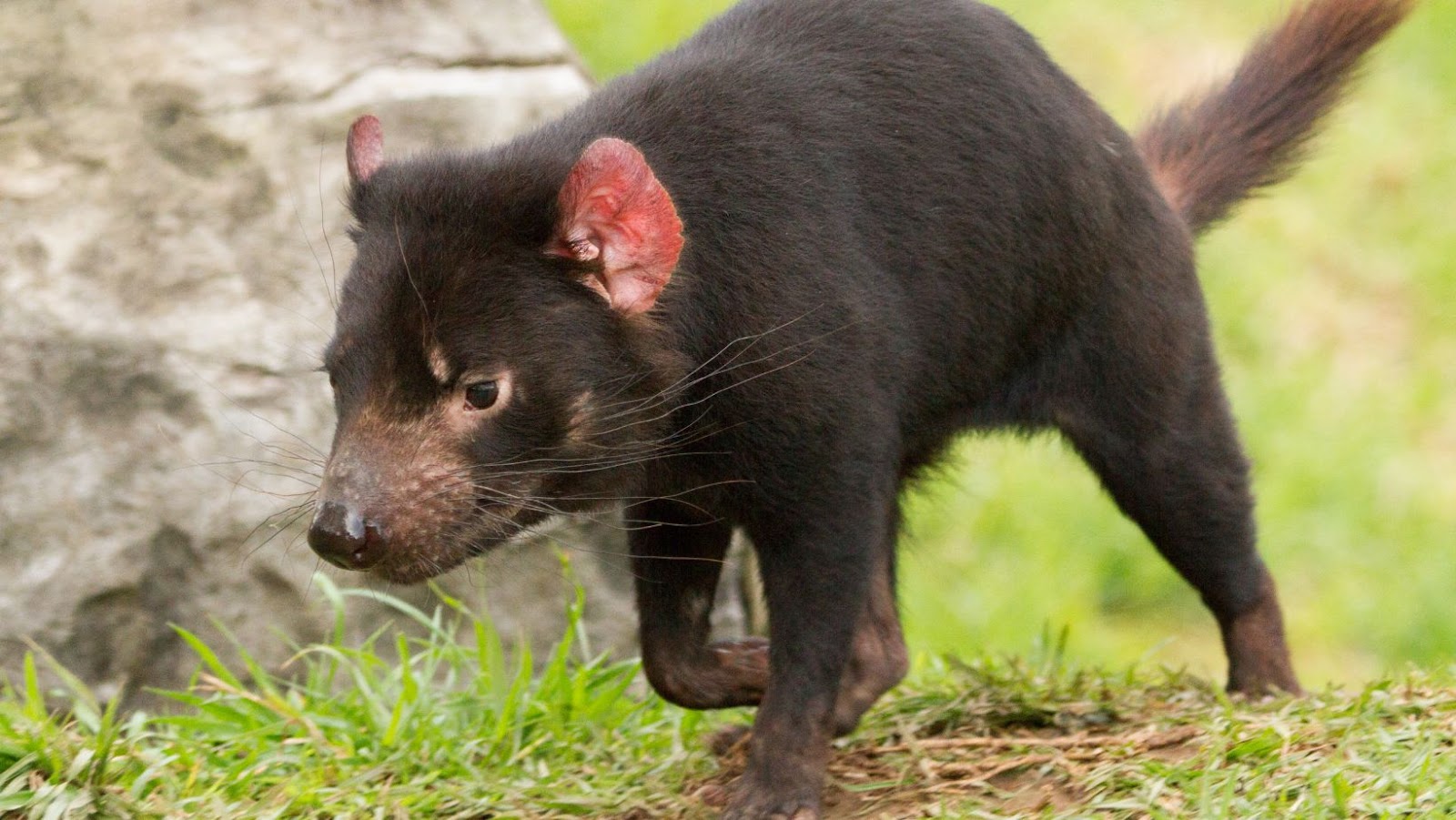 comida del sudeste visita guiada privada con el demonio de tasmania unzoo