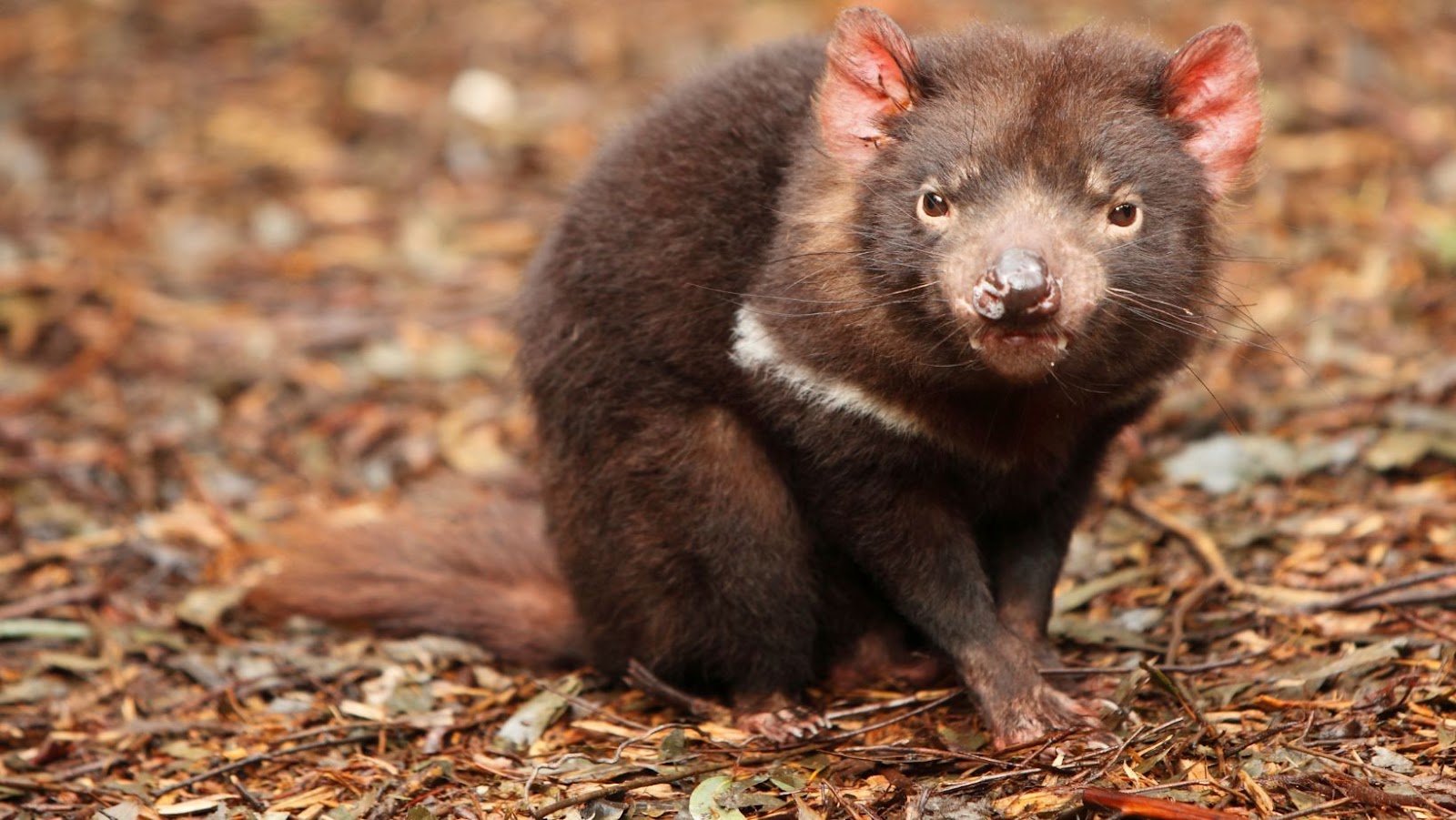 comida del sudeste visita guiada privada con el demonio de tasmania unzoo