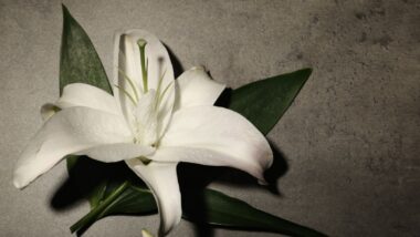 alexander gray funeral home obituaries