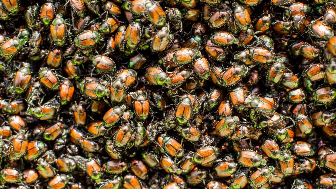 how are proteins used in mating by japanese beetles