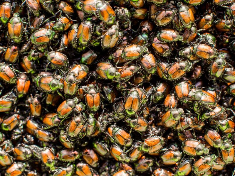 how are proteins used in mating by japanese beetles