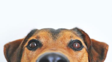 dog seizures when to put down