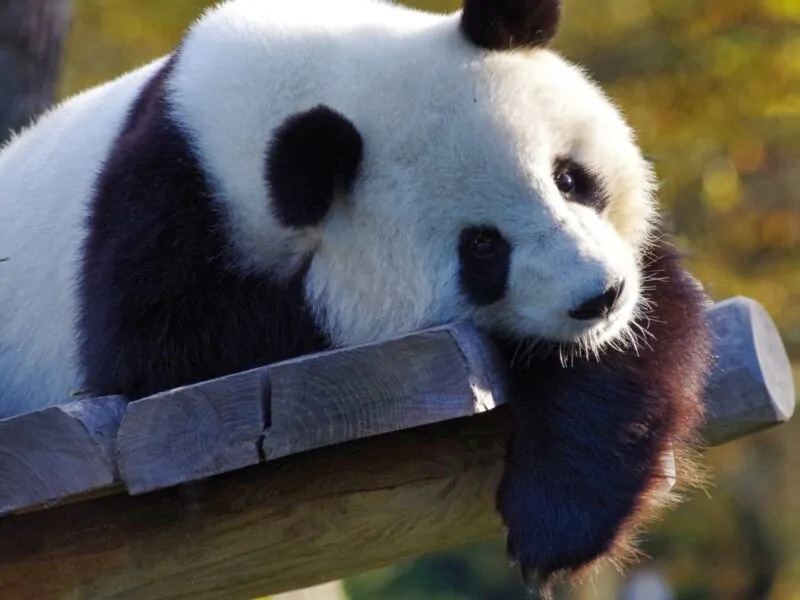 Kung Fu Panda 2 (2011)