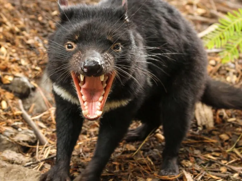 comida del sudeste visita guiada privada con el demonio de tasmania unzoo