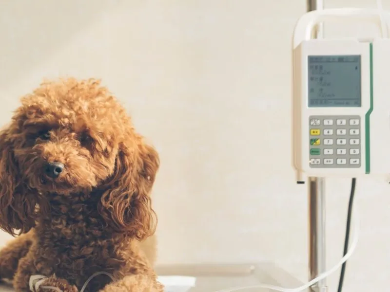 If Pet Scan Is Positive Can It Be Anything But Cancer?