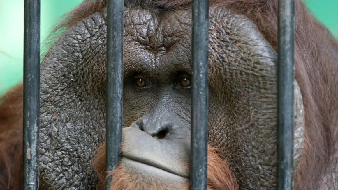 continuously learning about your captivity environment and the captor is known as