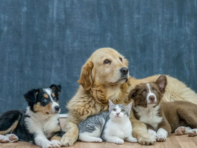 craigslist pets fort wayne