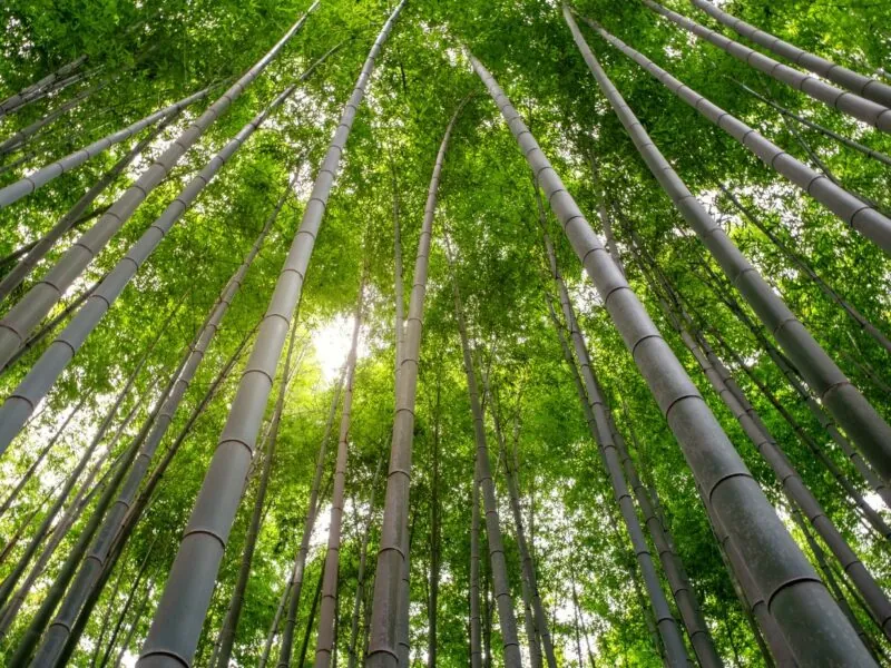 1366x768 bamboo images