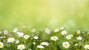 iphone xs summer background