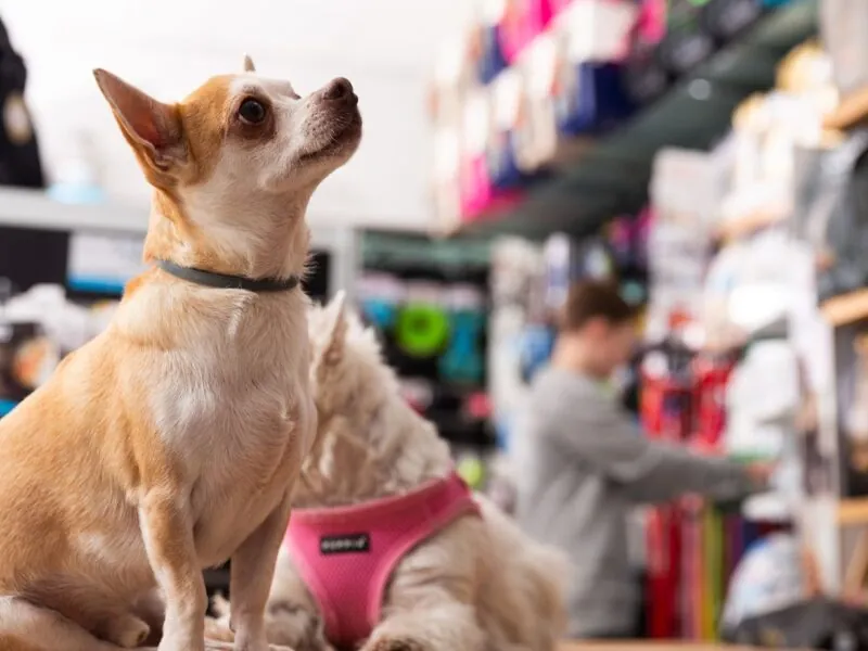 petshop terdekat dari lokasi saya